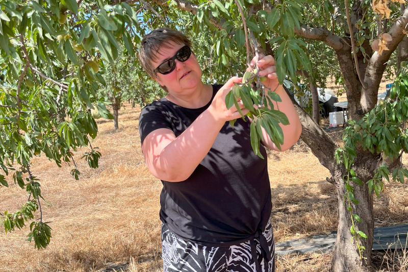 Eva Collakova examines fruit on almond trees
